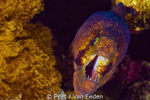 A moray eel's warning not to intrude its comfort zone by Peet J Van Eeden 